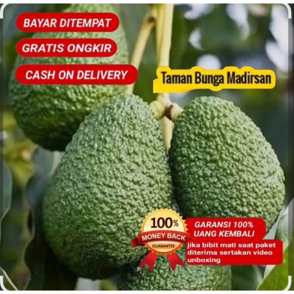 Bibit Alpukat Hass Australia Asli Jaminan Cepat Berbuah