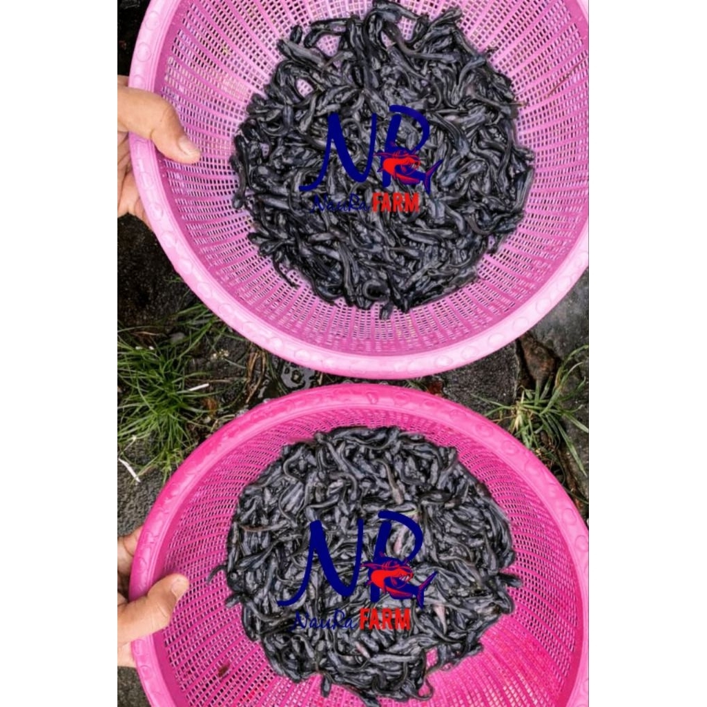 BIBIT UNGGUL PREMIUM IKAN LELE HIDUP ready ukuran 3 4 5 6 7 8 cm