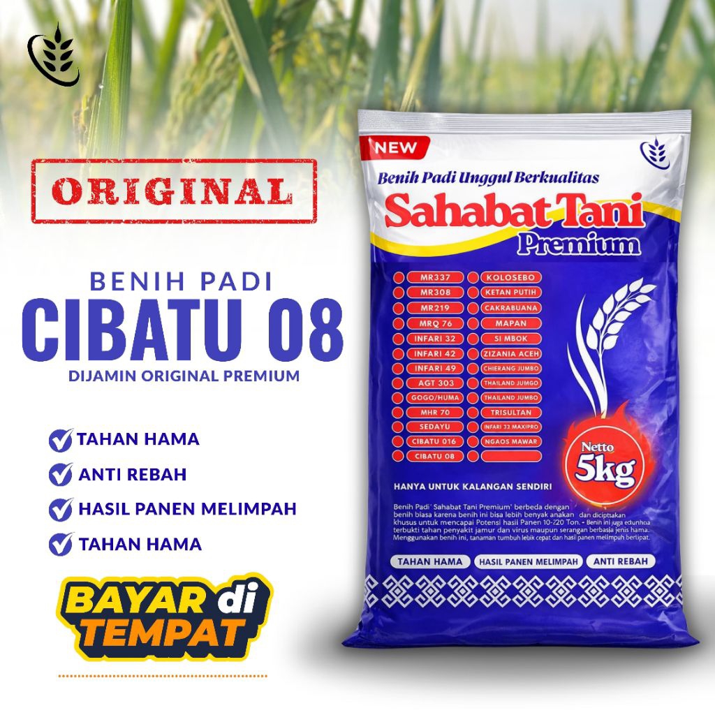 BENIH PADI UNGGUL BERKUALITAS CIBATU 08 ORIGINAL BEST SELLER KEMASAN 5KG