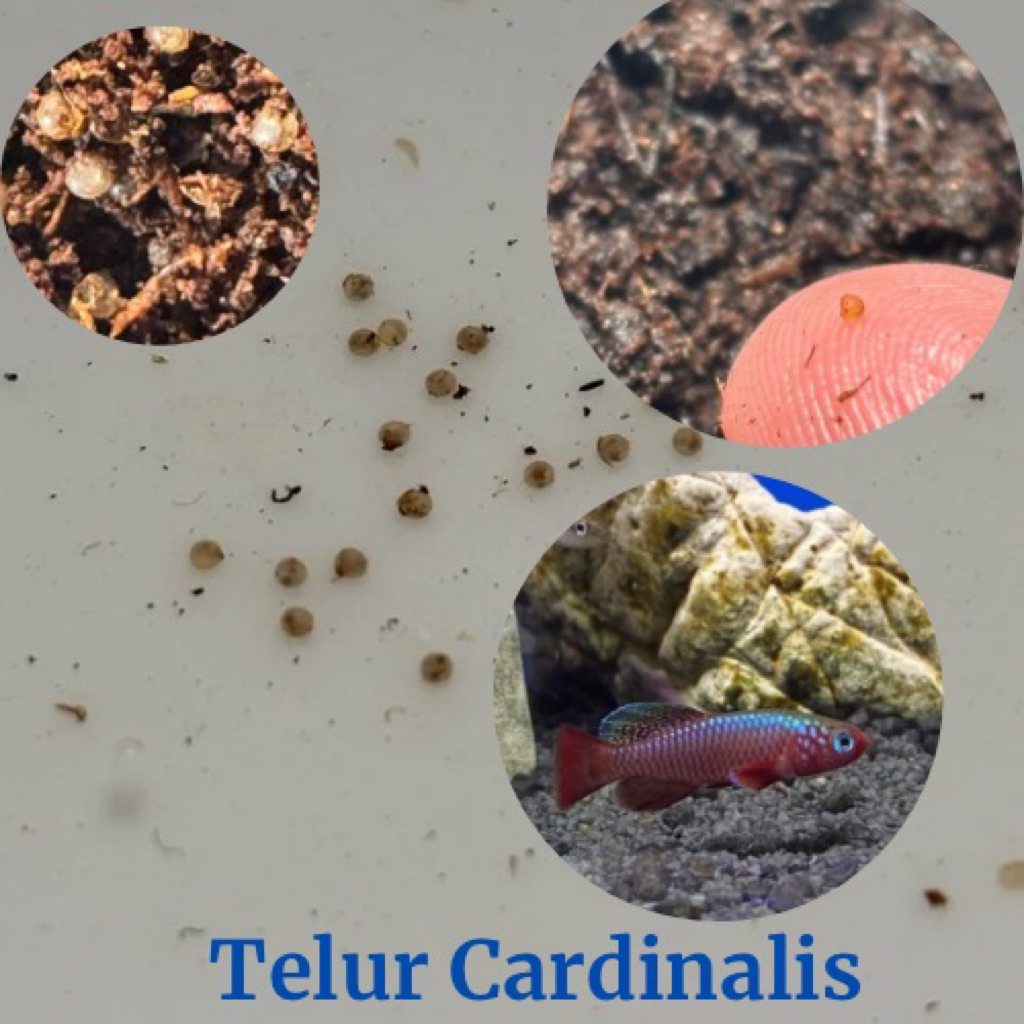 Telur Cardinalis Killifish