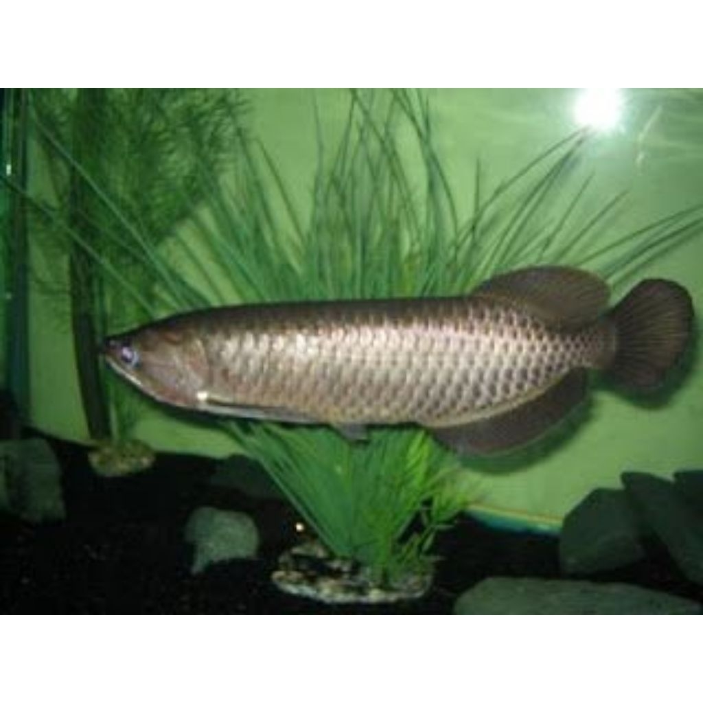 HIASAN AQUARIUM|ARWANA JARDINI