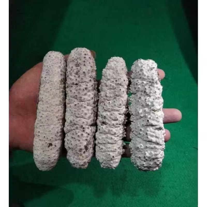 PER 1 PCS Teripang Tripang Gamat Batu Hoisom Ukuran Sedang - Membantu Penyembuhan Luka Dan Kekebalan