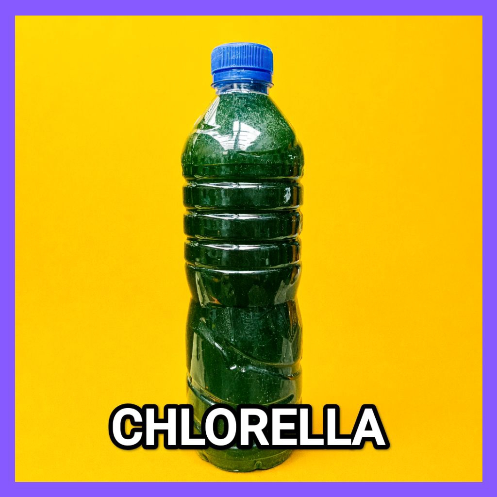Chlorella Pyrenoidosa Green Water Pakan kutu air