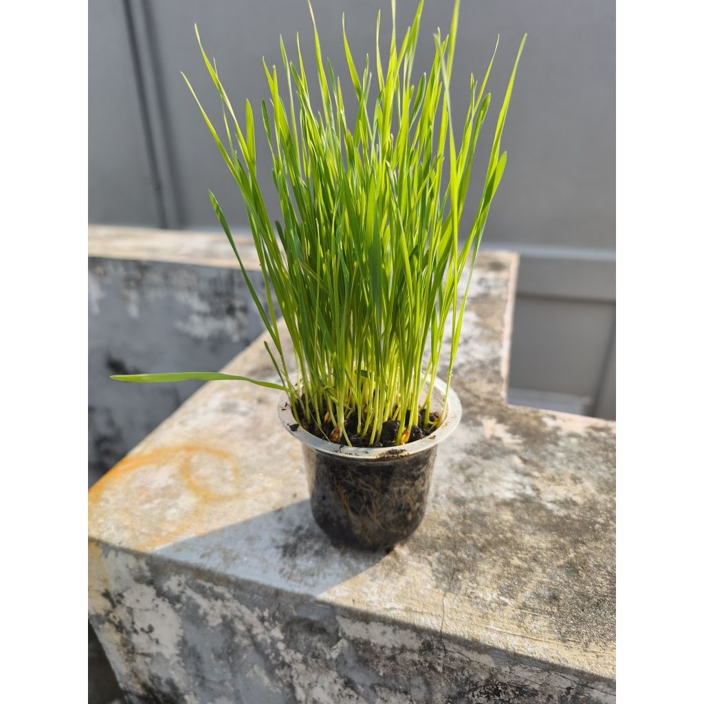 rumput gandum /rumput gandum kucing siap makan