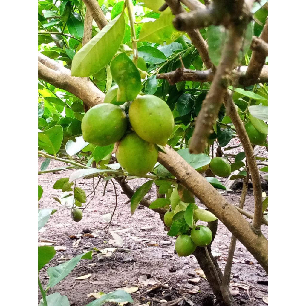 Jeruk lemon Fress 1kg Jeruk Lemon Lokal Fres 1kg