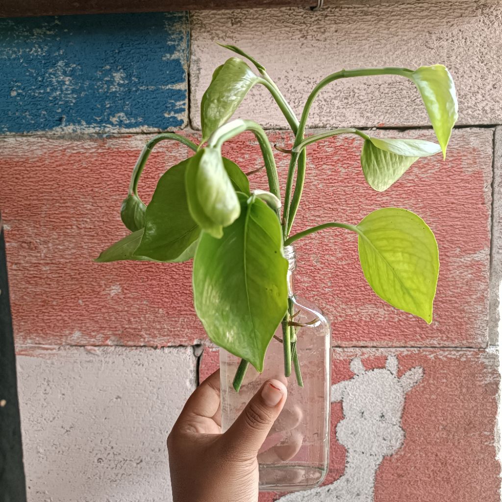 SIRIH GADING ( PUCUK ) Harga per batang