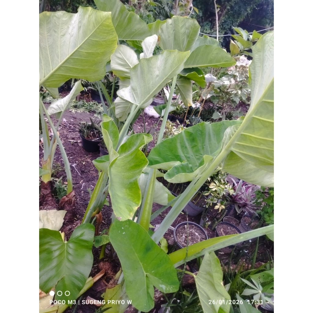 BIBIT UBI TALAS / MBOTE