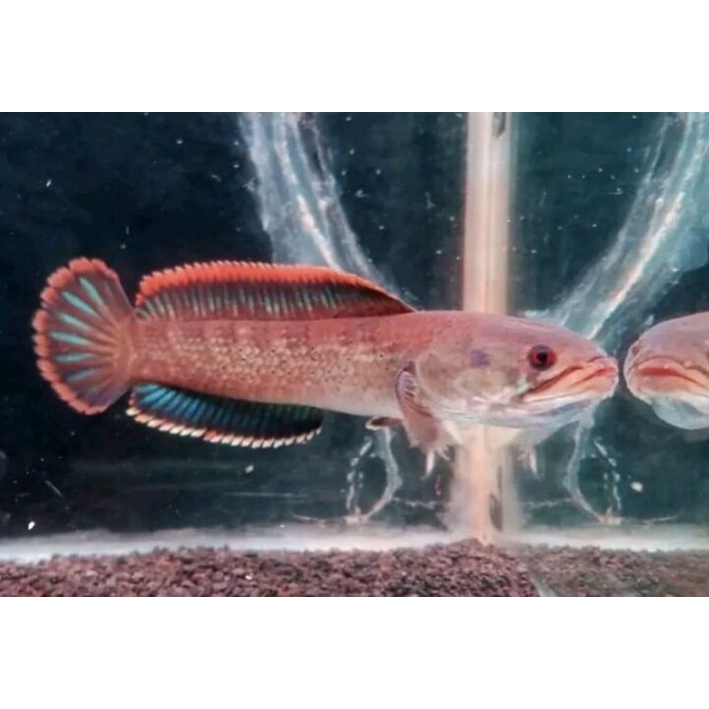 channa Limbata Fire & Ice Calon Bagus Size 3-6 cm (3 ekor)