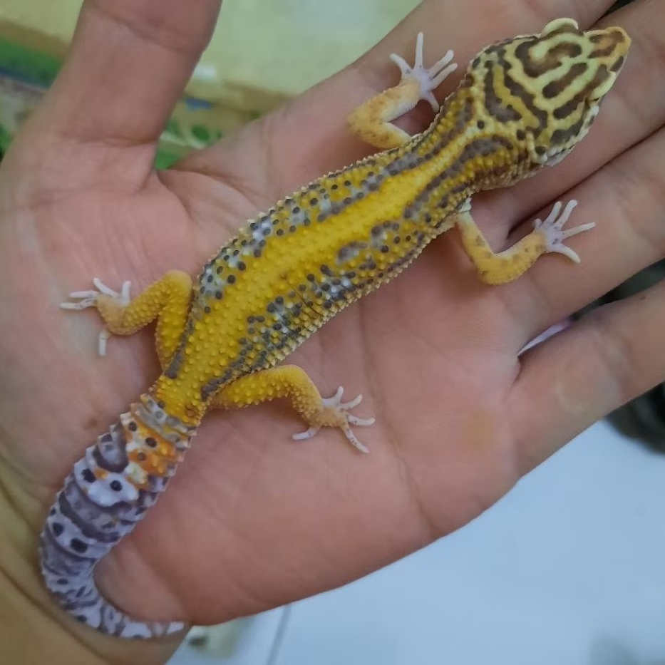 Mainan Anak Gecko Leopard Juvenile Bold stripe BELL B