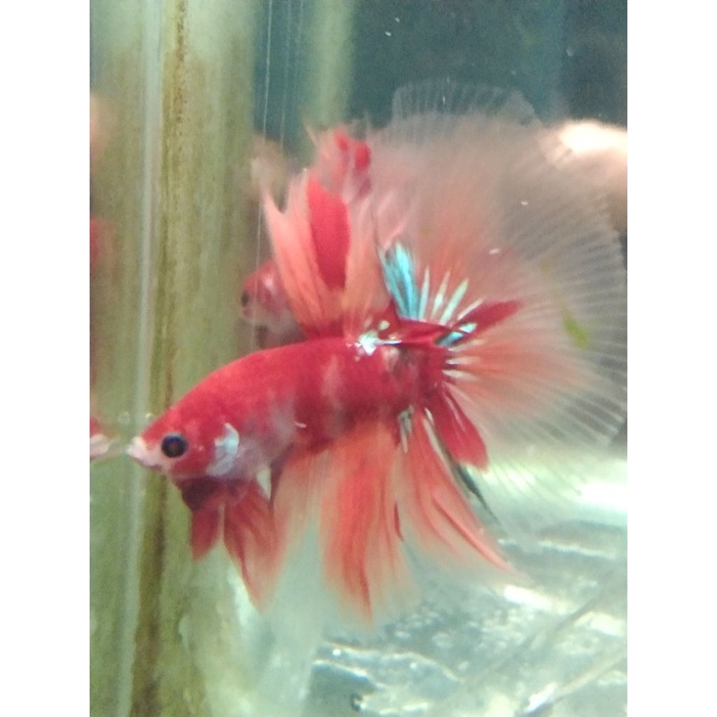 cupang HM multi size M