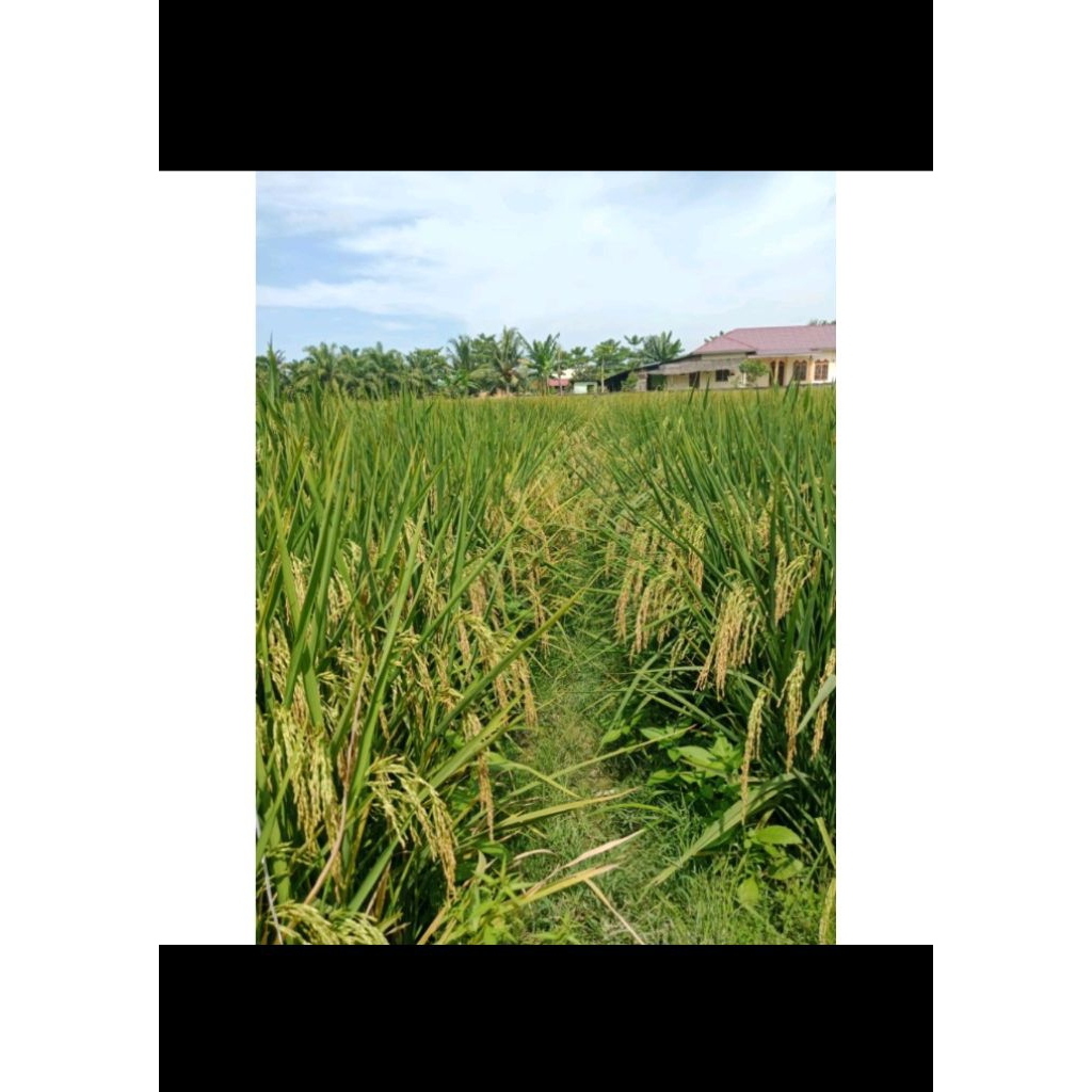 BIBIT BENIH PADI INPARI 32 PD JUMBO CAP KERBAU MAS KEMASAN 5KG PREMIUM