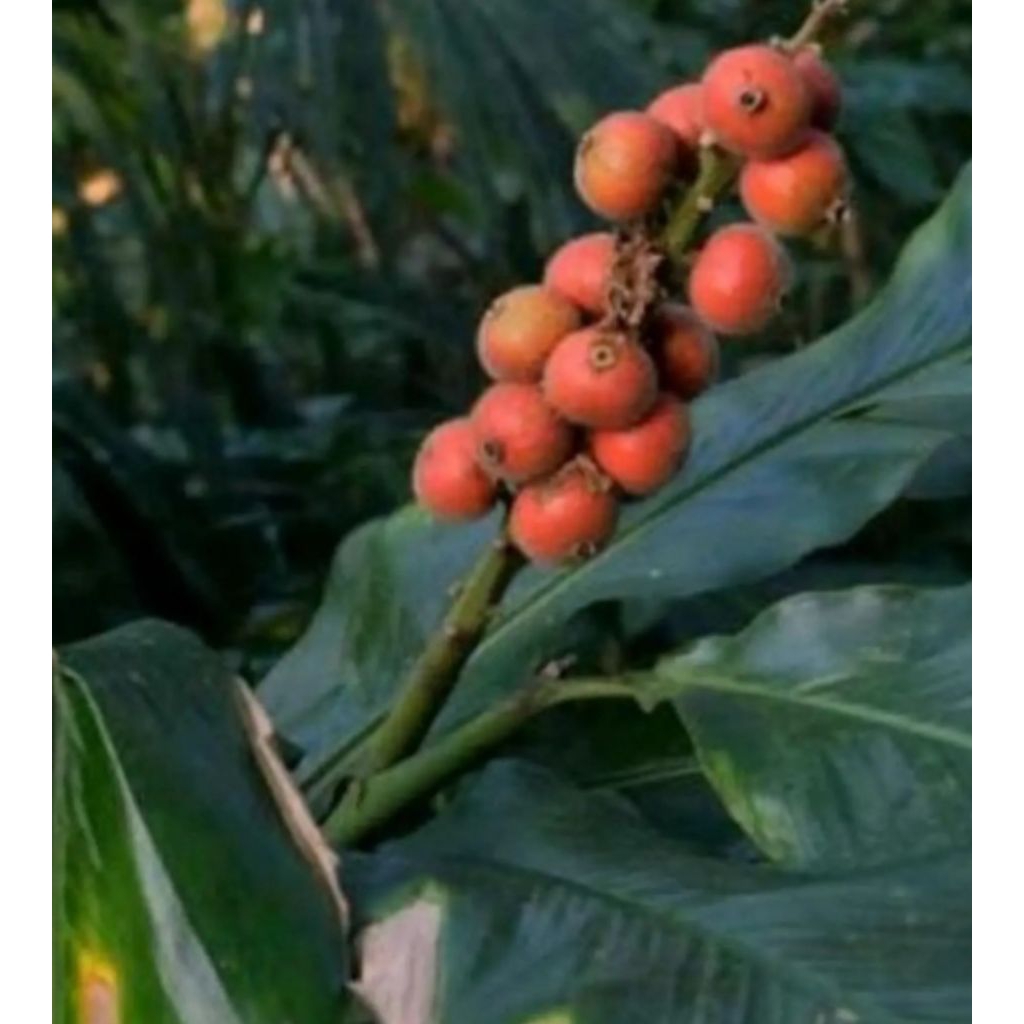 bibit cabutan laja goah 2 bibit
