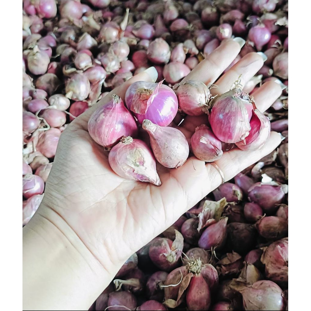 bawang merah besar bima lokal 1kg