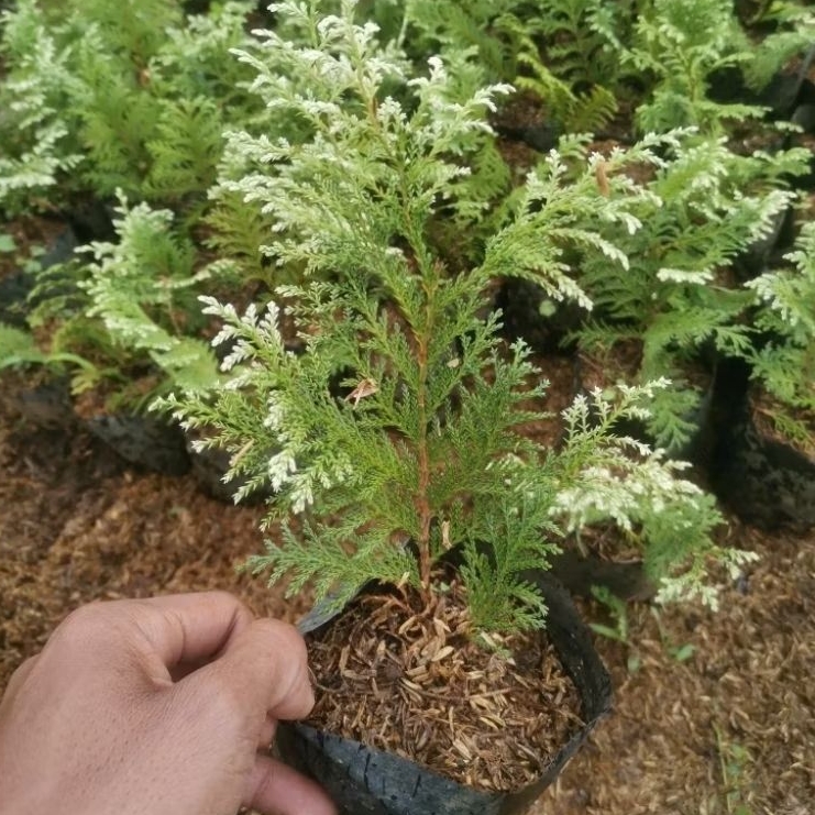 Inoki putih bibit pohon cemara inoki putih usia remaja pot 17-20cm