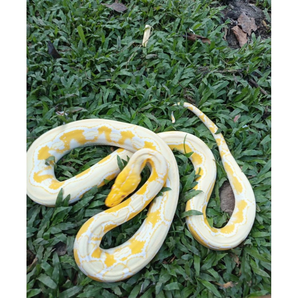 Retic Albino