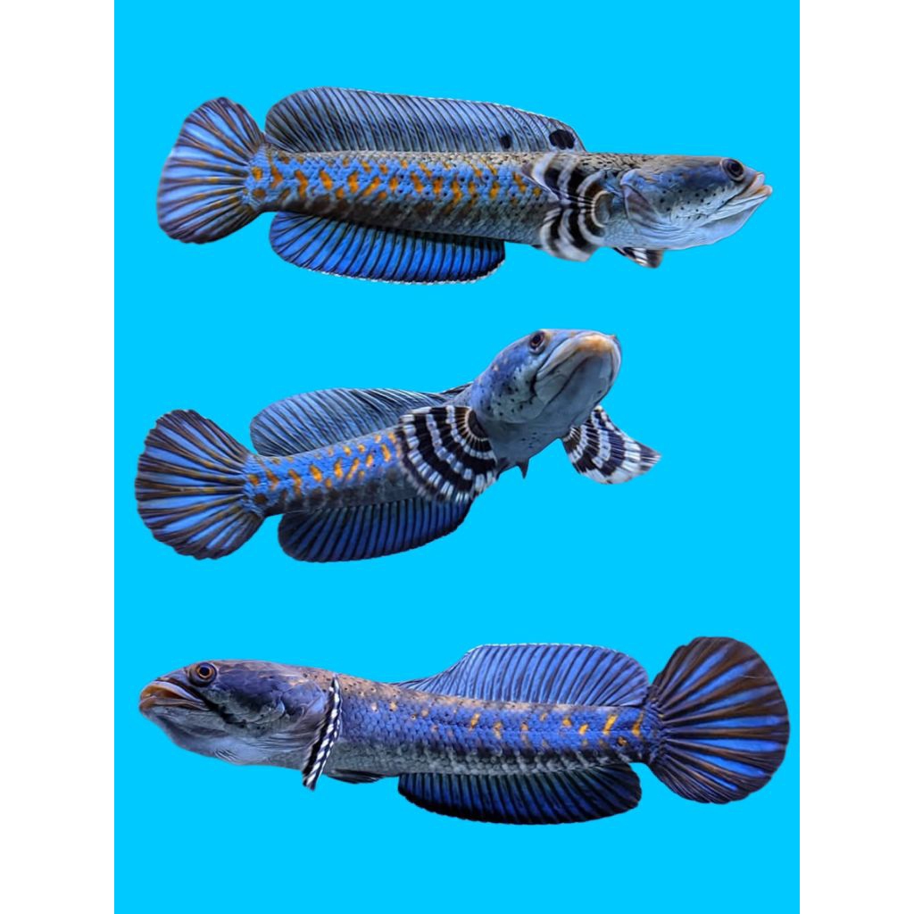 bahan channa blue pulchra kualitas kontes good quality 100%