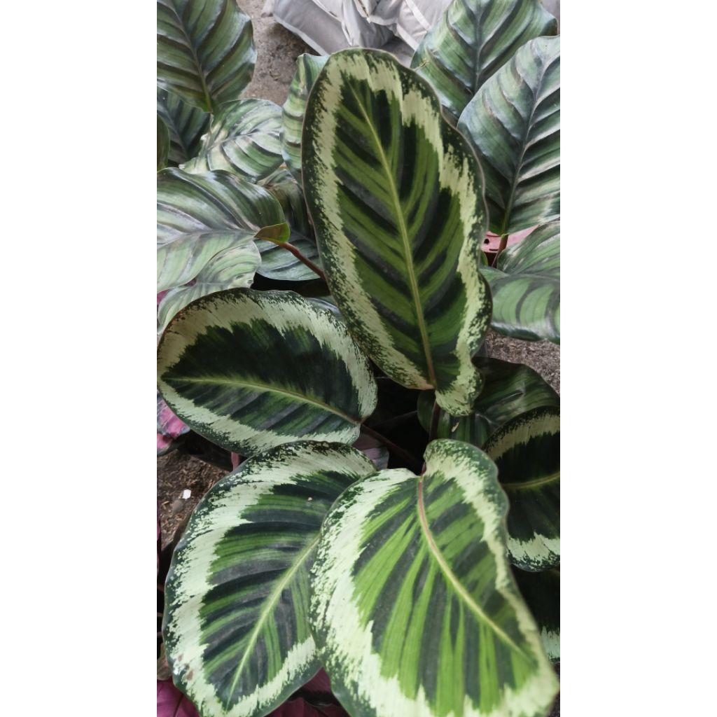 calathea dan Jenis jenis nya
