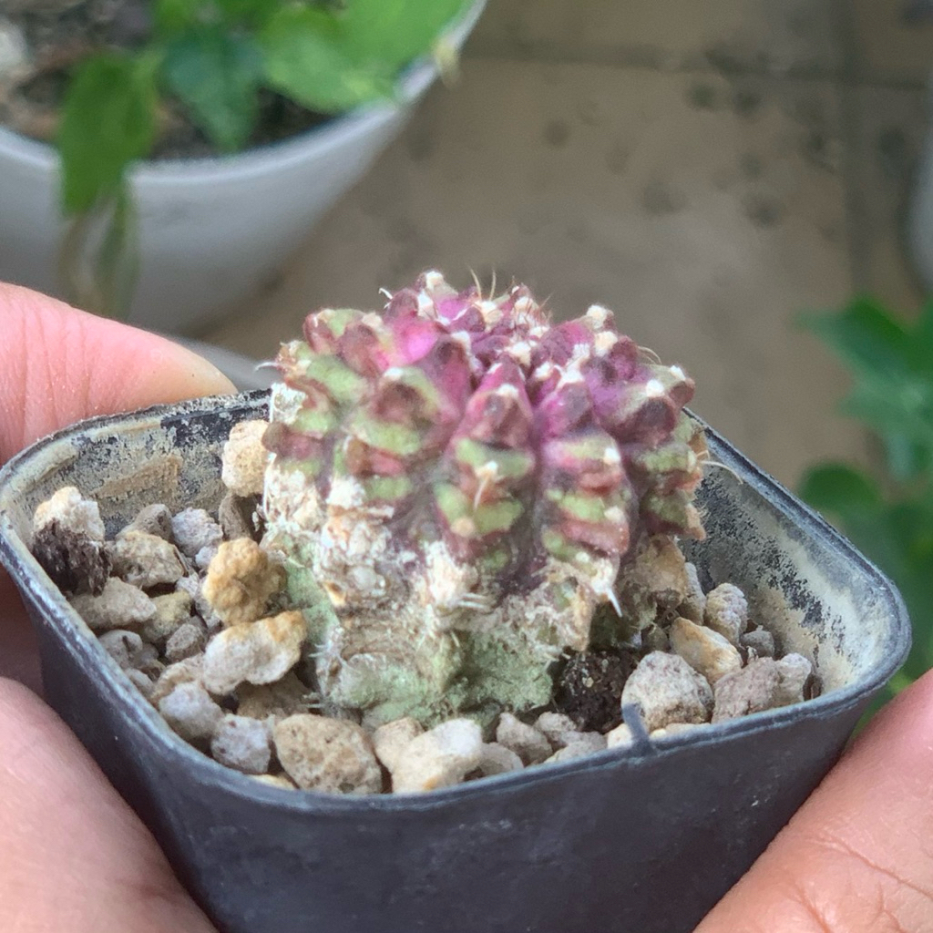 Gymno Tlux x pink diamond Thulk ( gymnocalycium mihanovichii kaktus mini tanaman hias hidup gurun ho