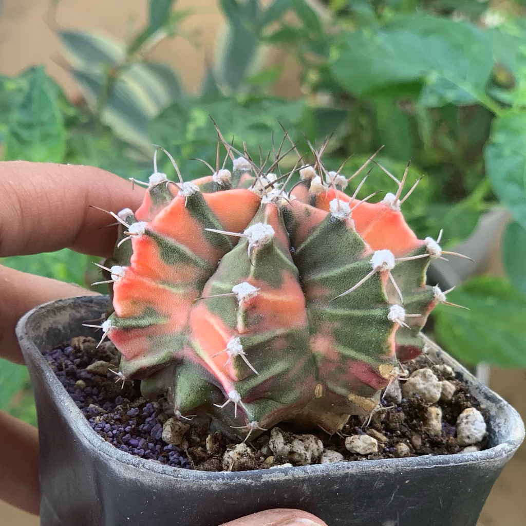 Gymnocalycium mihanovichii hybrid pink red gymno id var hybrid varigata kaktus gymno miha var tanama