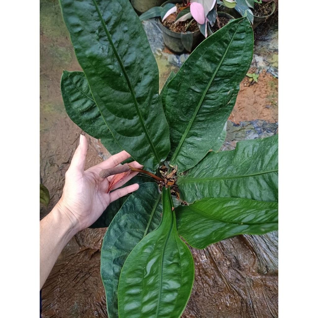 Anthurium Superboom Neo Calon Indukan / Anthurium Neo Superboom / Tanaman Hias Anthurium superbom / 