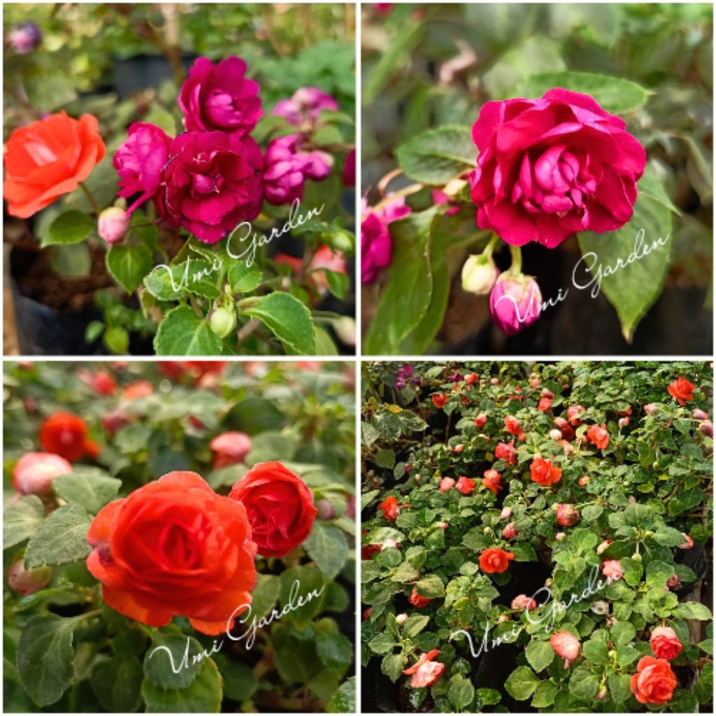 Tanaman Hias Bunga Pacar Air Impatiens Waleriana Orange Tumpuk