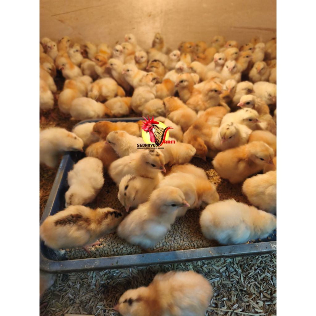 DOC AYAM KAMPUNG ELBA/ ANAKAN AYAM KAMPUNG PETELUR ELBA | SUDAH VAKSIN NDIB (MINIM ORDER 10)