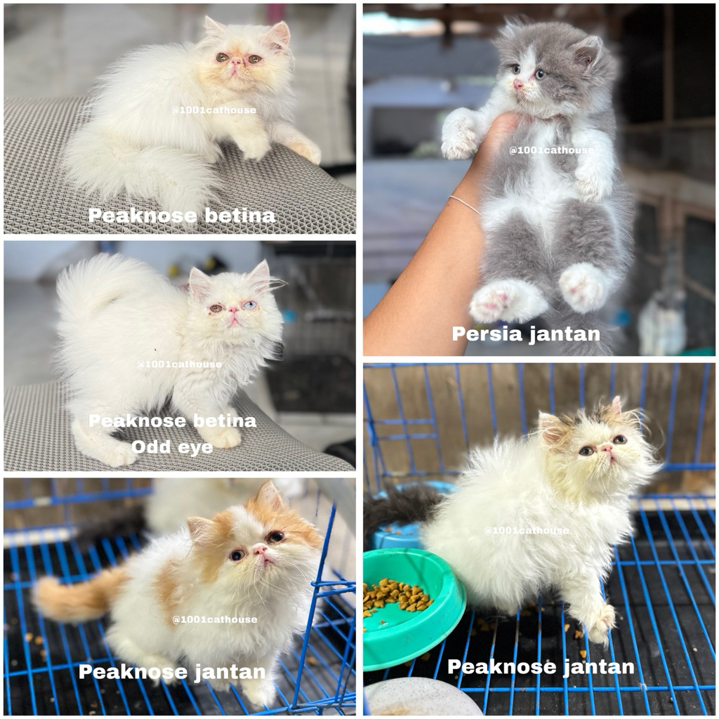 Paket Adopsi Kucing Persia Medium Flatnose Peaknose & Munchkin Lucu Sehat + Starter Kit Lengkap Jawa