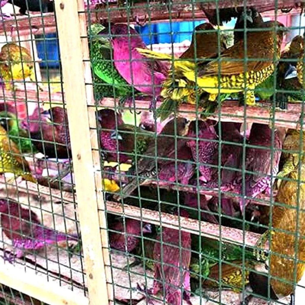 Burung Emprit Warna Warni - Burung Pipit Pelangi - Burung Gereja Hidup - Beli 20 Gratis 1