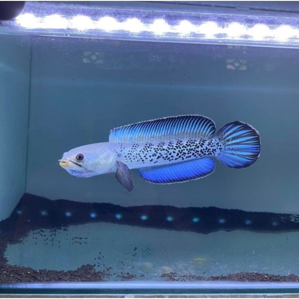 Channa Stewarti Size 8-10cm Free Pakan