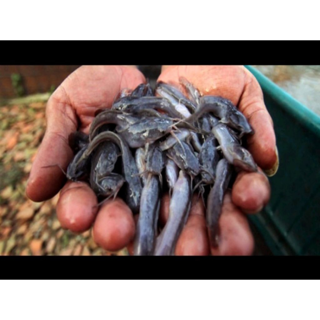 bibit ikan lele Sangkuriang isi 20  ukuran -6-7 ekor terbaik.