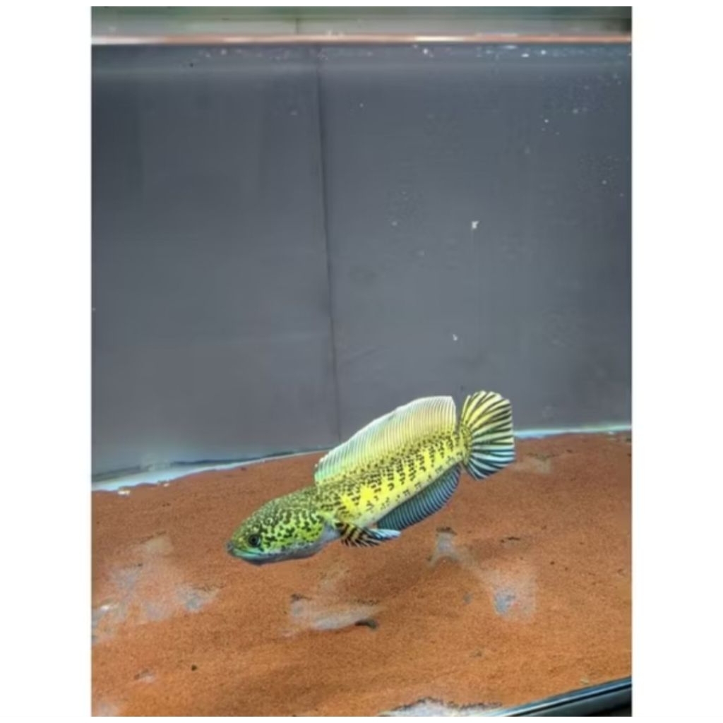 Paket Auranti Chana isi 10 ekor (size 3-6cm)