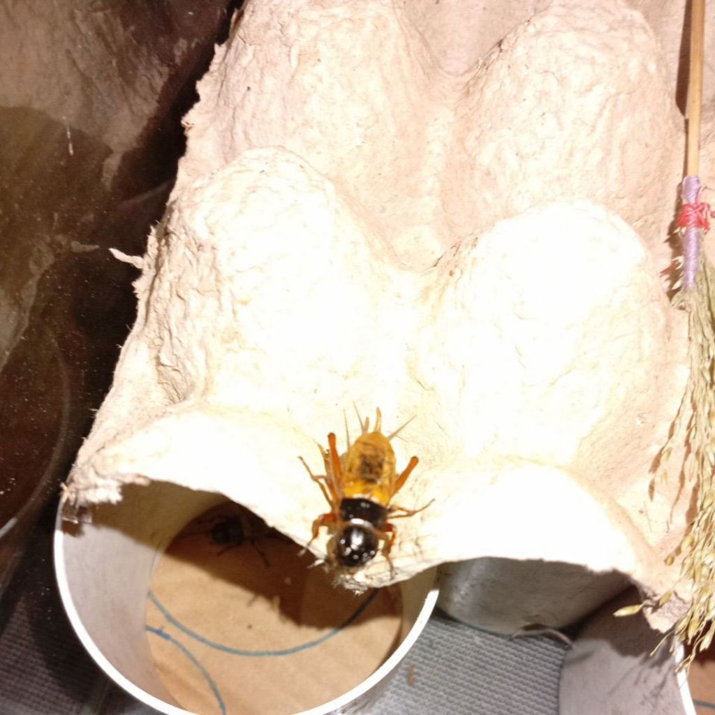 jangkrik pengusir tikus