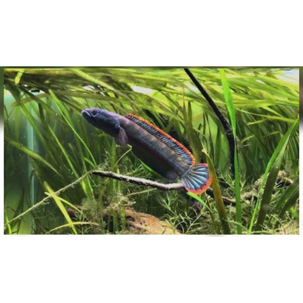 Limbata WC Lokal Rim Super Tebal Menyala Size 10-20cm Kualitas Grade A+