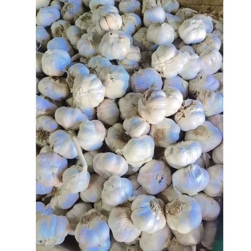 Bawang Putih 1 kg