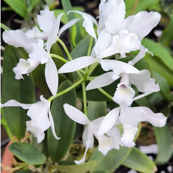 [ DEWASA ] Cattleya Skinneri Alba — Anggrek Nasional Costa Rika, Putih Elegan untuk Koleksi Premium