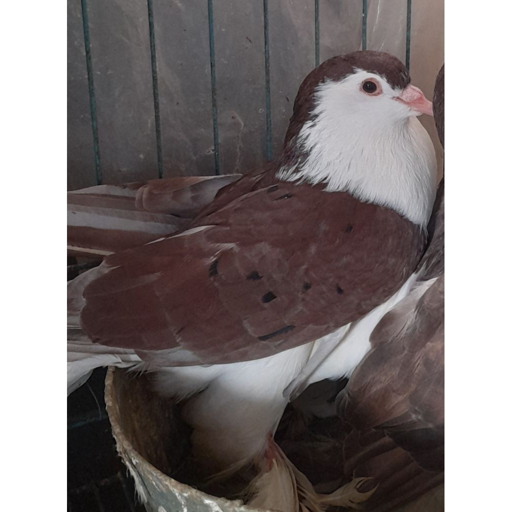 BURUNG MERPATI HIAS JANTAN LAHORE ALMOND BODY BIG satuan "burung sesuai foto dan video"
