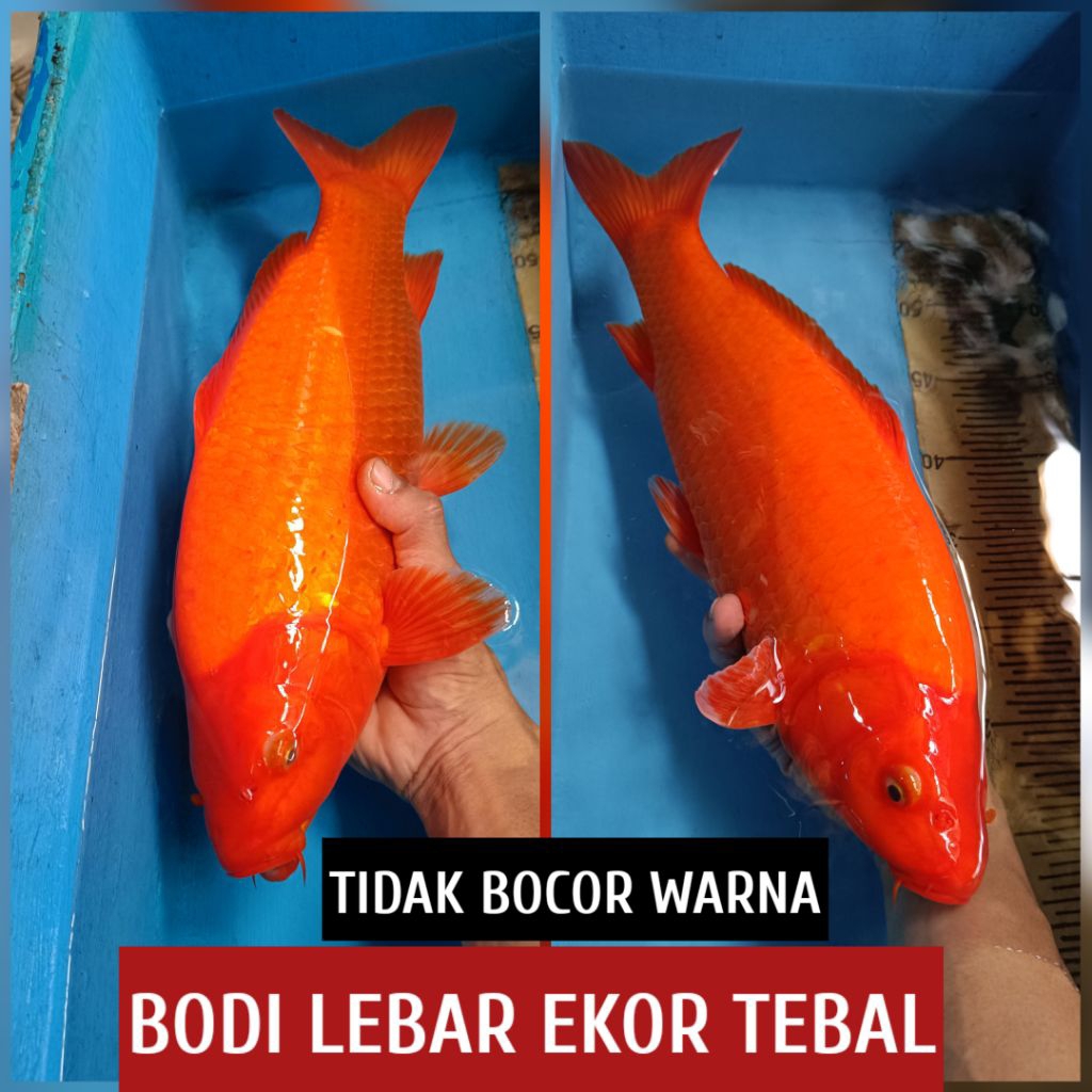 koi blitar benigoi readyjuga kohaku sanke showa chagoi dll