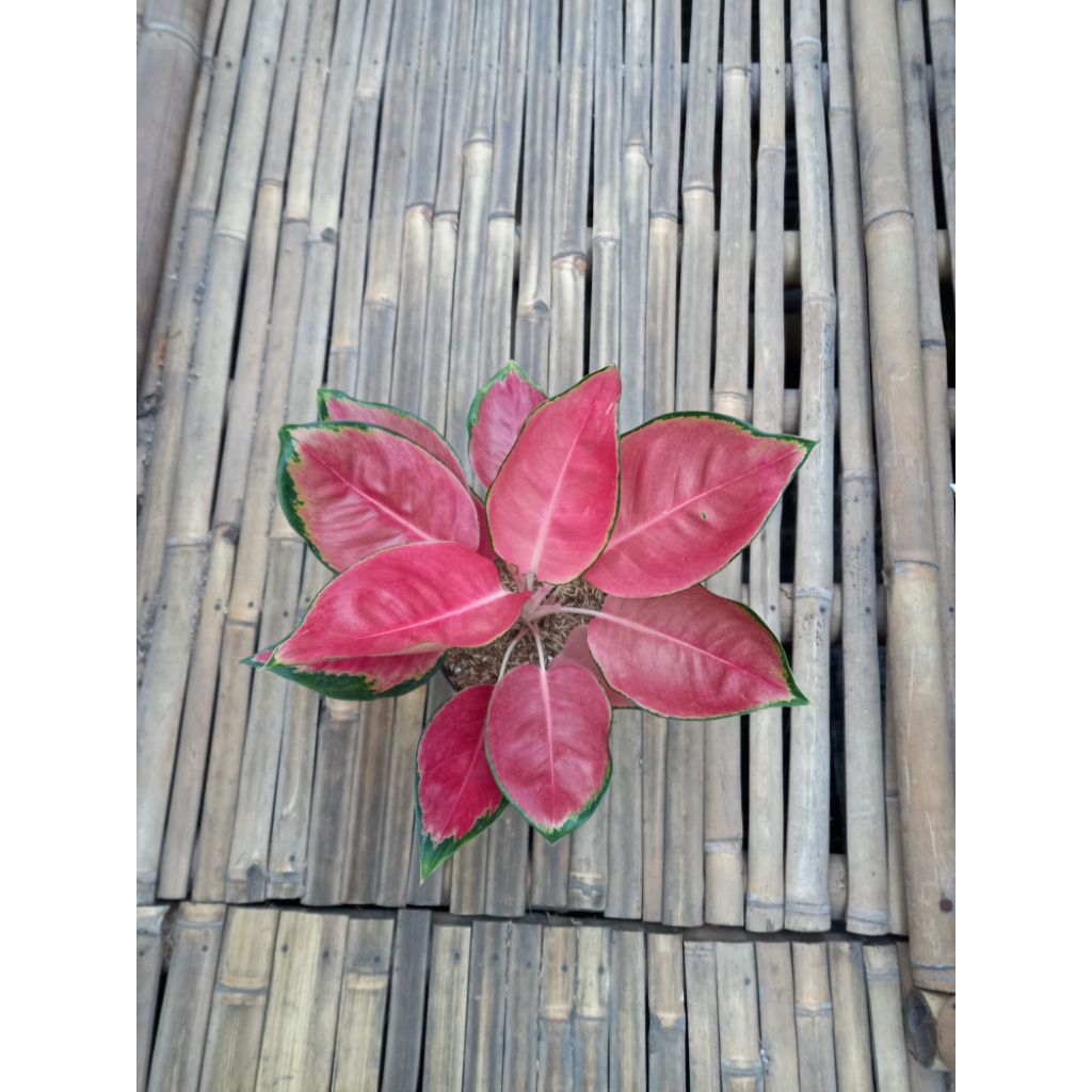 AGLONEMA MONALISA MERAH