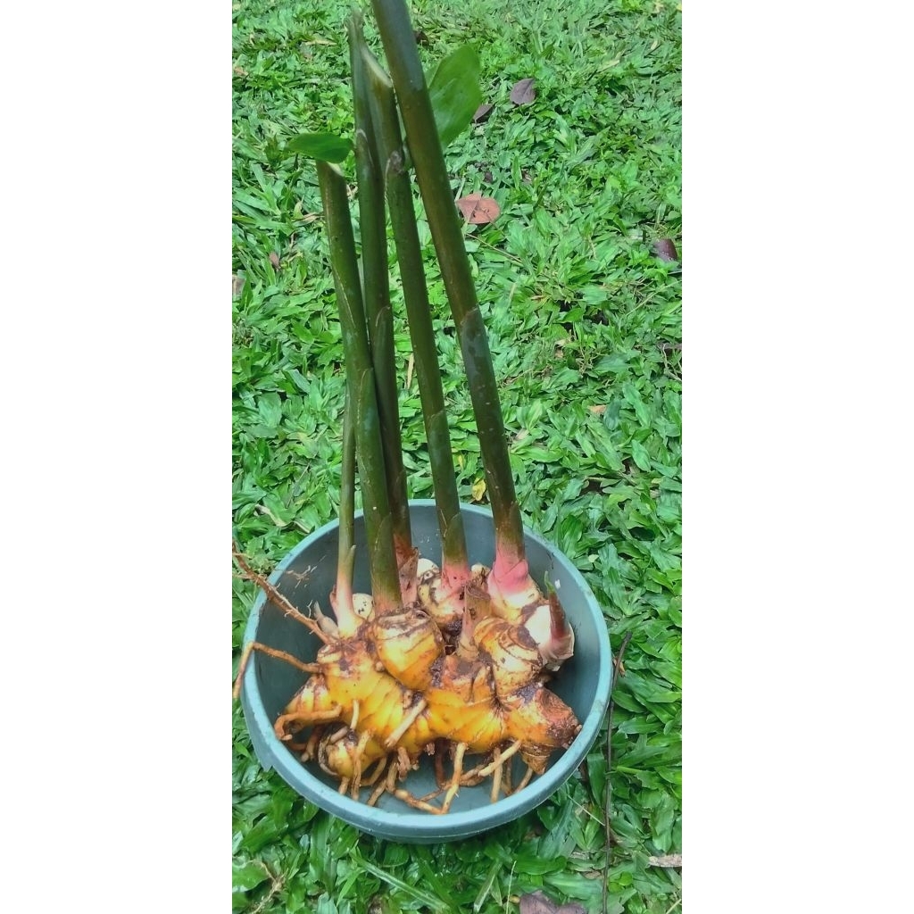 lempuyang/bibit lempuyang