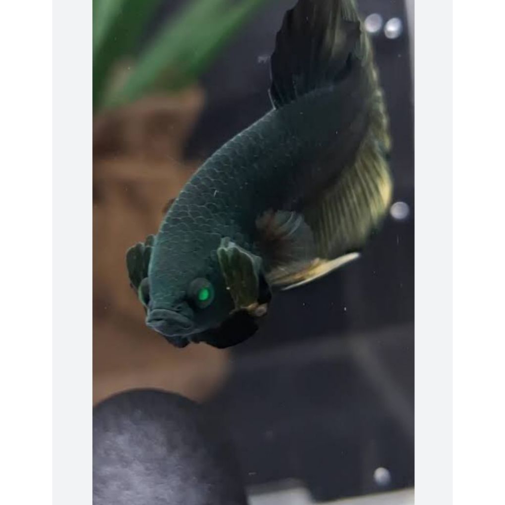 ikan cupang plakat avatar HULK 1jodoh green eyes / mata hijau idukan original impor thailand Gred A+