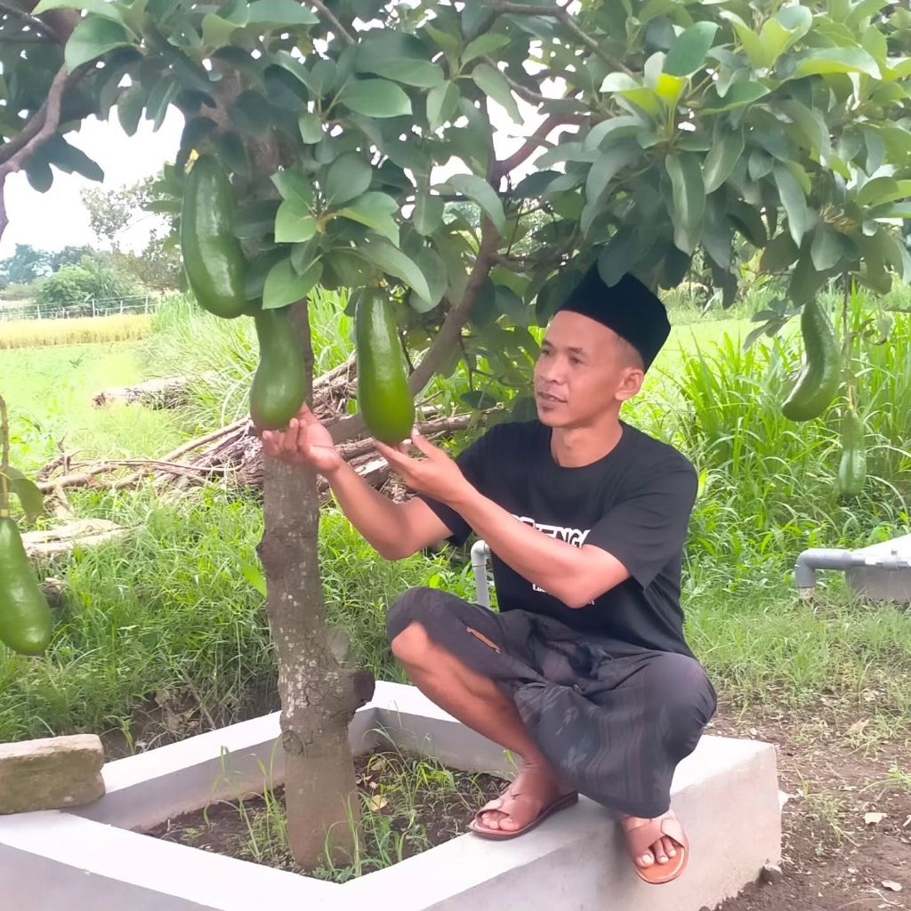 Alpukat kelud tabulampot kw