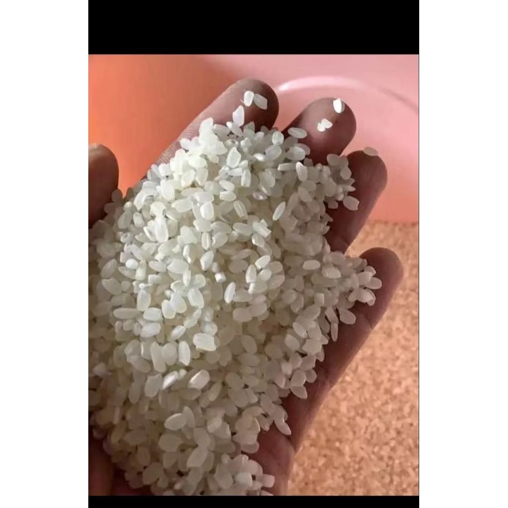 Beras Jepang,Beras Japonica