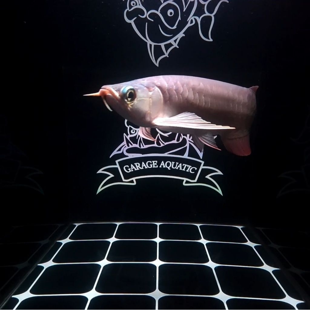 (INSTANT) AROWANA SUPER RED IKAN HIAS PREDATOR AQUARIUM KOLAM