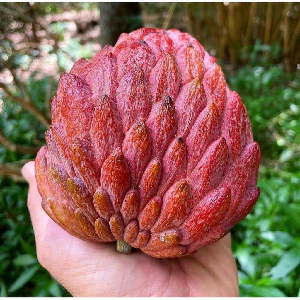 Bibit Tanaman Srikaya Merah Super