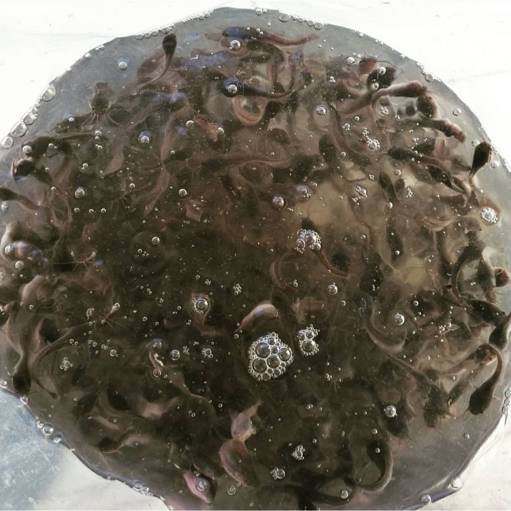 BIBIT IKAN LELE 9-10cm