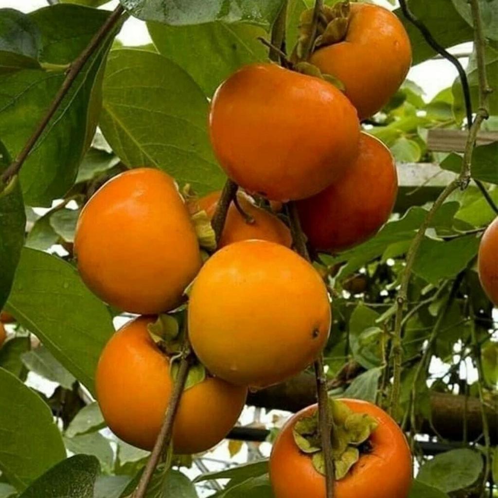 BIBIT BUAH KESEMEK IMPORT SUPER