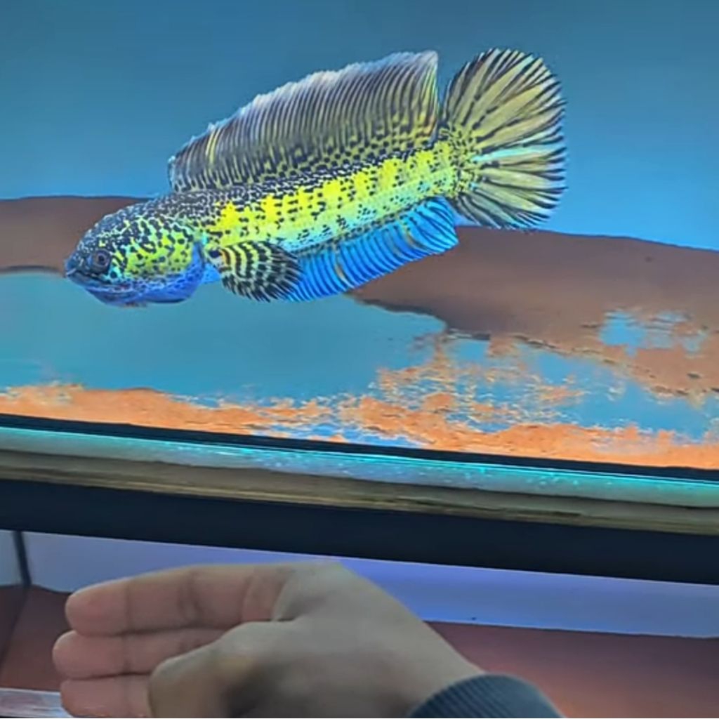 IKAN CANA AURANTI 4CM