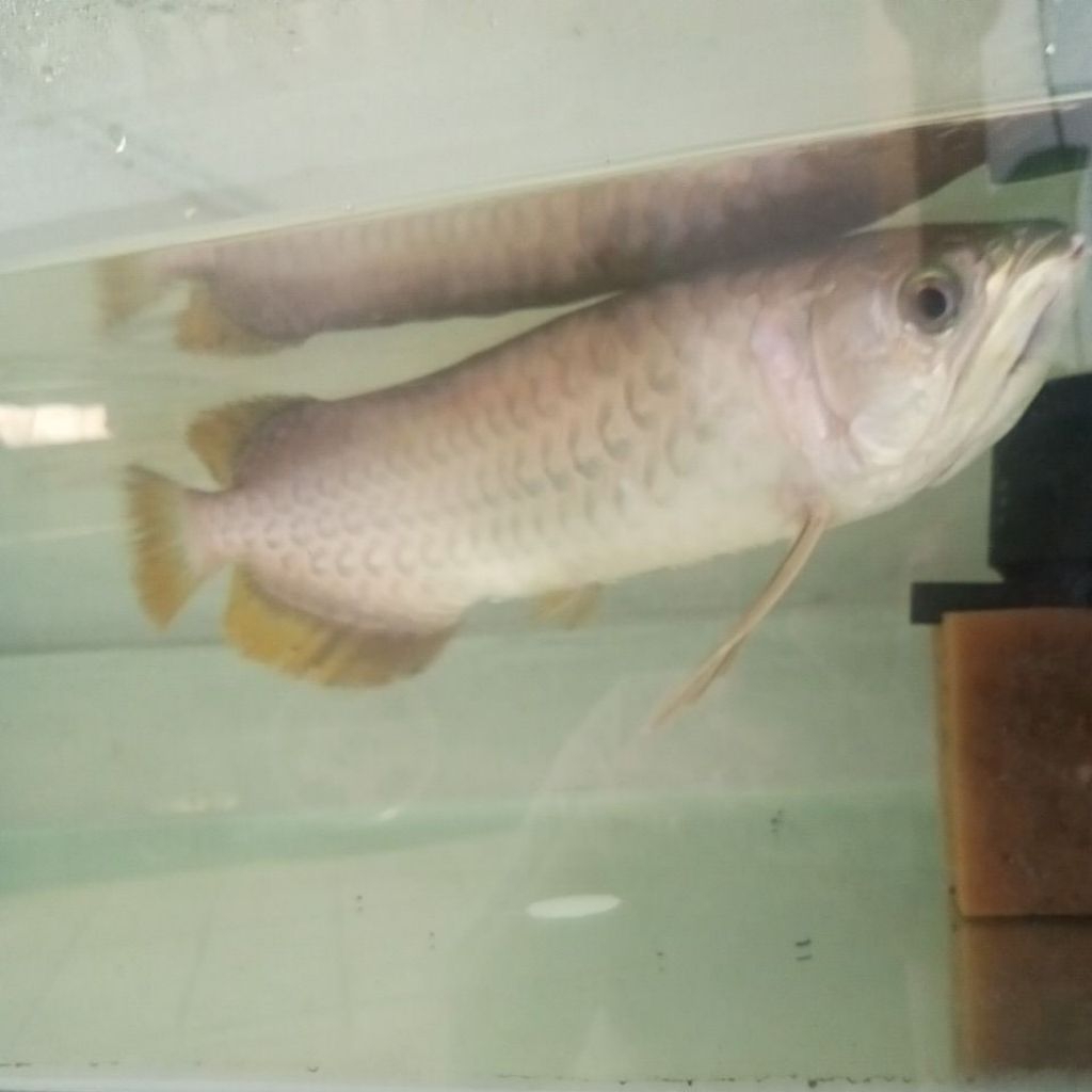 Arwana red banjar 43cm