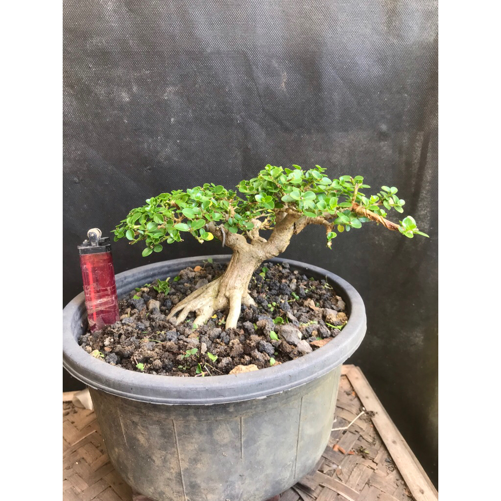 Bahan Bonsai Sancang siap lanjut