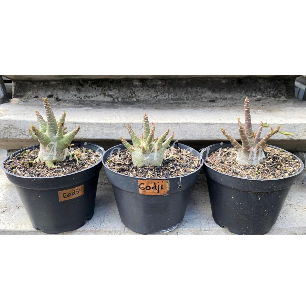 Tanaman Hias Adenium ARABICUM GODJI SIZE A